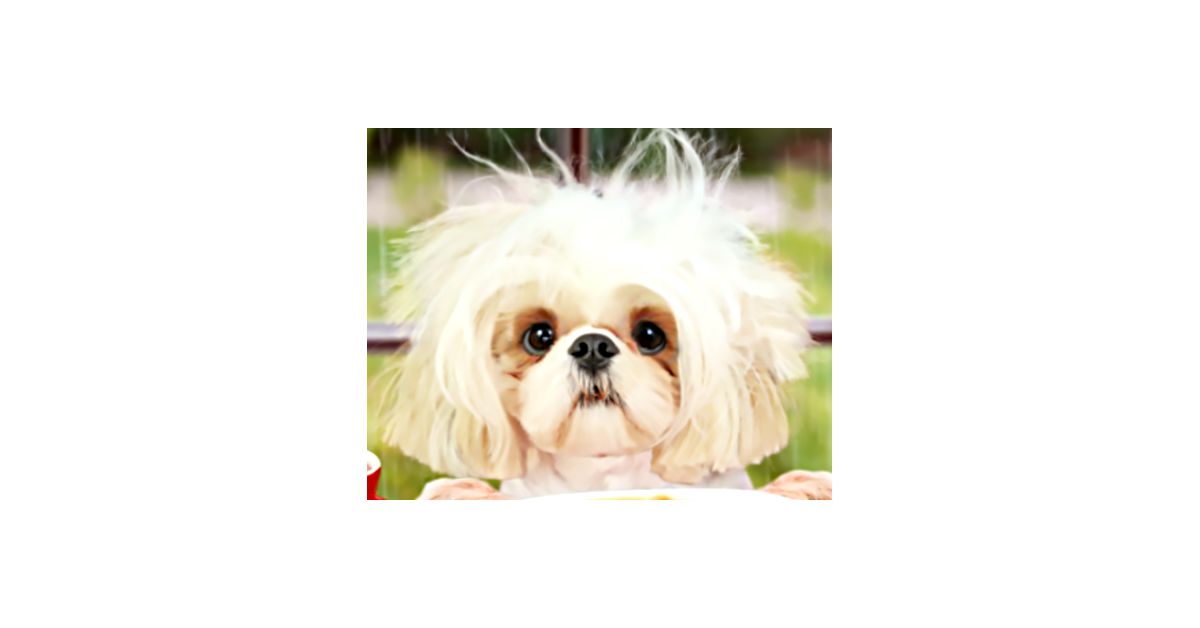 Feelin' like Shih Tzu? Ecard (Talking) American Greetings