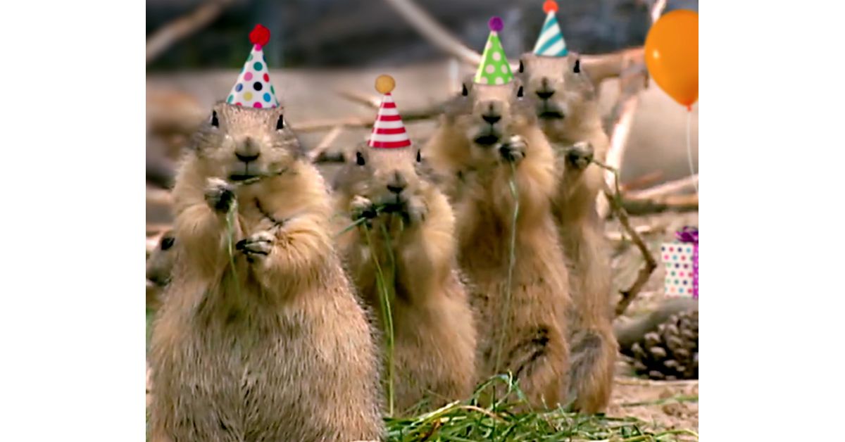 Prairie Dog Birthday Song Video Ecard (Personalize Lyrics) | American  Greetings