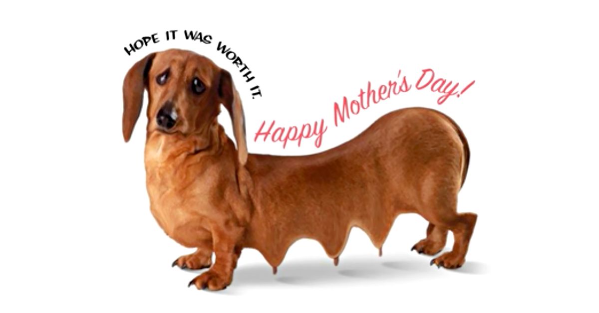 happy mothers day dachshund