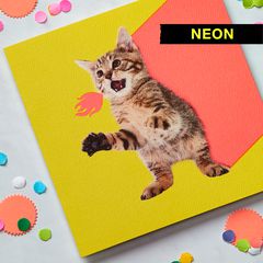 Kitten Blank Card - Birthday, Friendship, Thinking of You