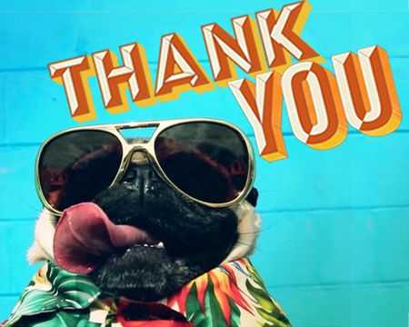 Gratitude Attitude - Doug The Pug