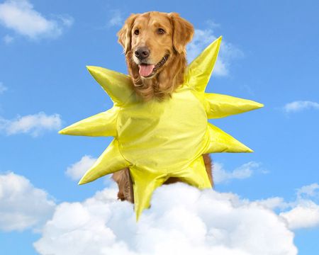 Thanks for the Sunshine Ecard (Fun Song)