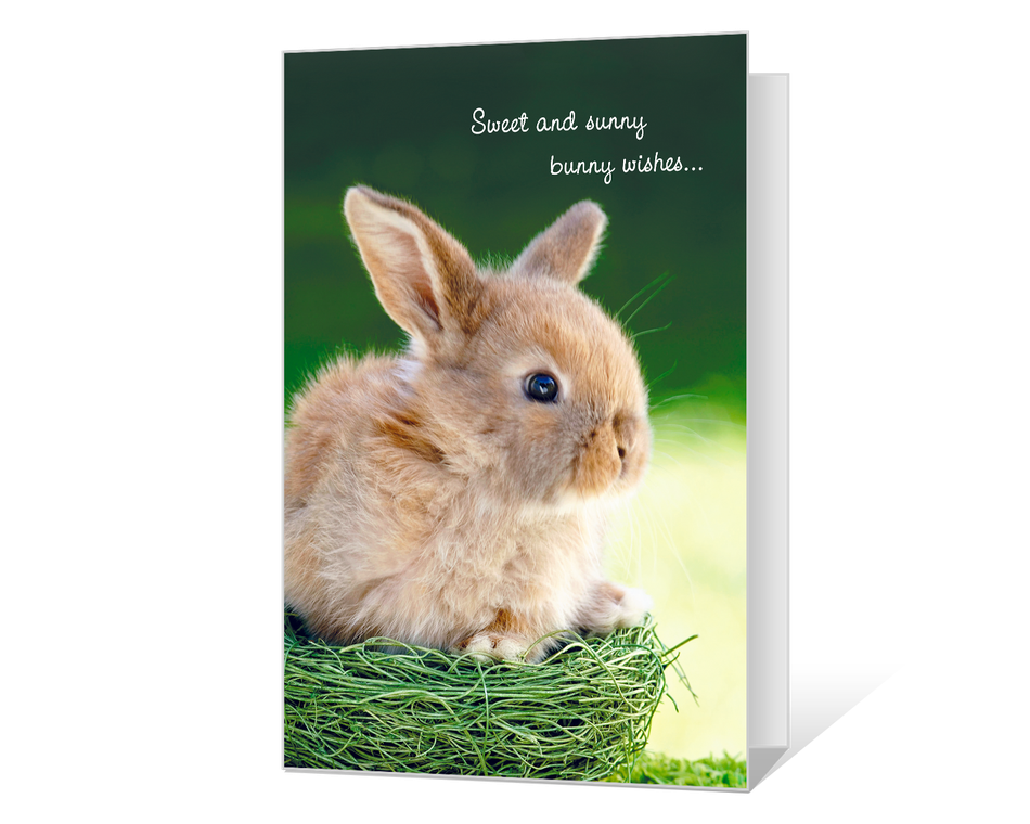 Sunny Bunny Wishes